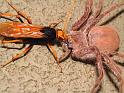 Heteropoda_ZZXYX_D3947_Z_88_Alice Springs_Australie